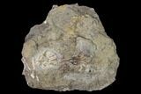Two Fossil Crinoids (Aorocrinus & Dichocrinus) - Gilmore City, Iowa #148680-2